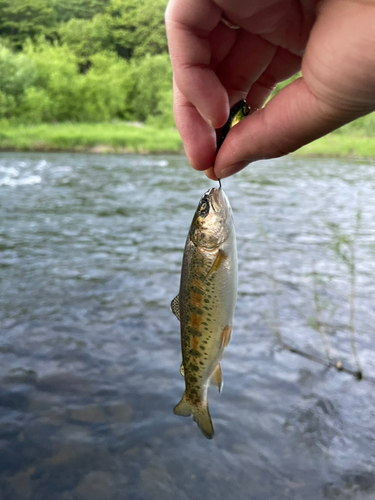 ニジマスの釣果