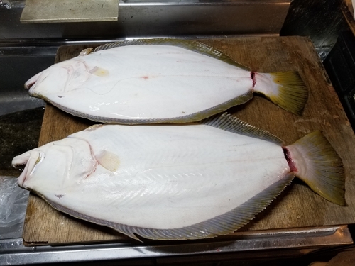 ヒラメの釣果