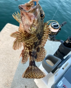 カサゴの釣果