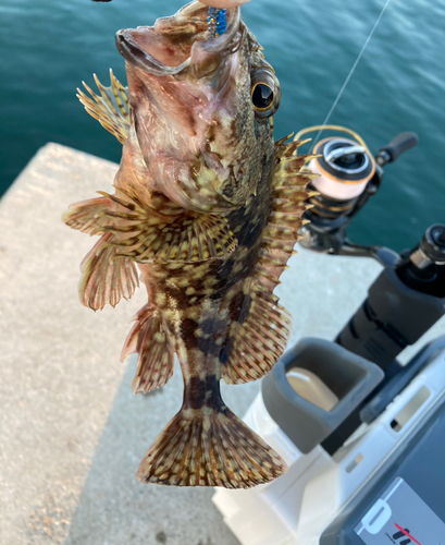 カサゴの釣果