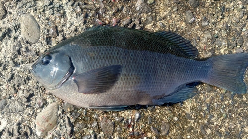 クチブトグレの釣果