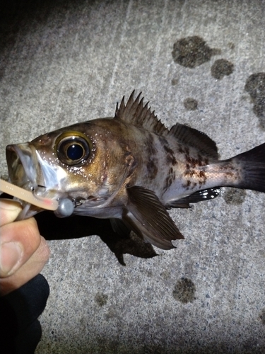 メバルの釣果