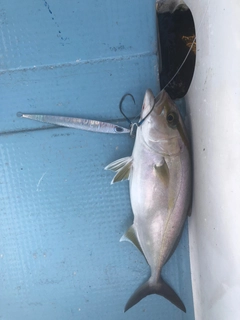 オオモンハタの釣果