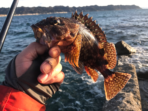 カサゴの釣果