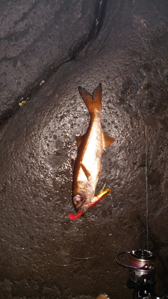 ムツの釣果