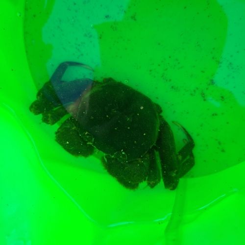 アイナメの釣果