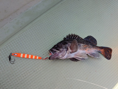 クロソイの釣果