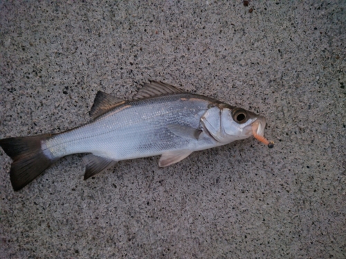 セイゴ（ヒラスズキ）の釣果