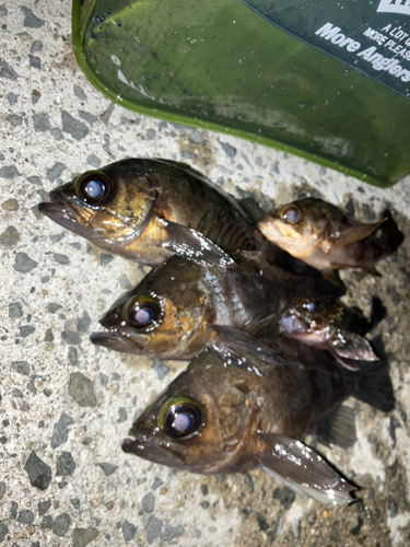 メバルの釣果