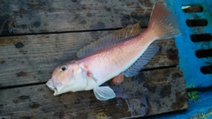 シロアマダイの釣果