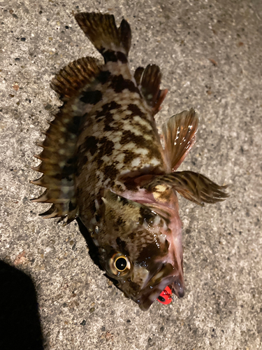 カサゴの釣果