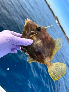 カワハギの釣果