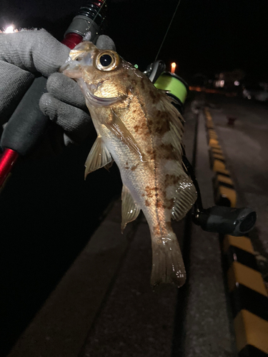 メバルの釣果