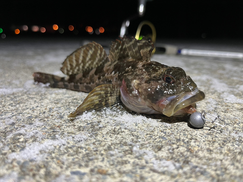 ニジカジカの釣果