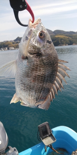 キビレの釣果