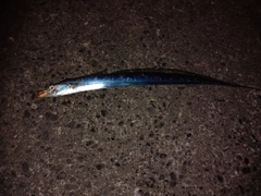 タチウオの釣果