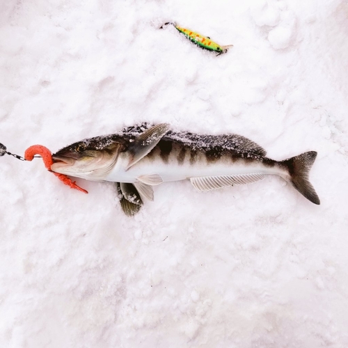 ホッケの釣果