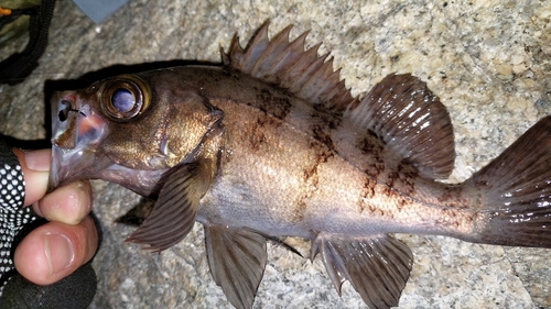 メバルの釣果