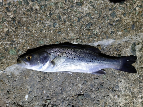 セイゴ（タイリクスズキ）の釣果