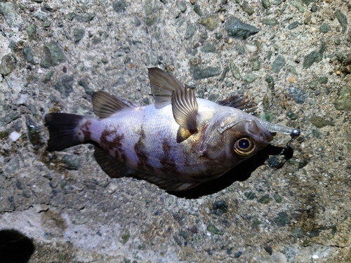 メバルの釣果