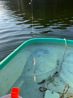 ワカサギの釣果