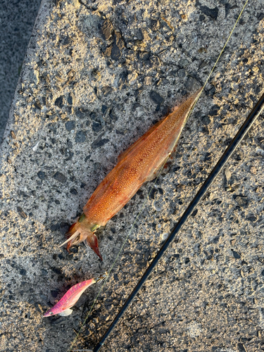 ヤリイカの釣果