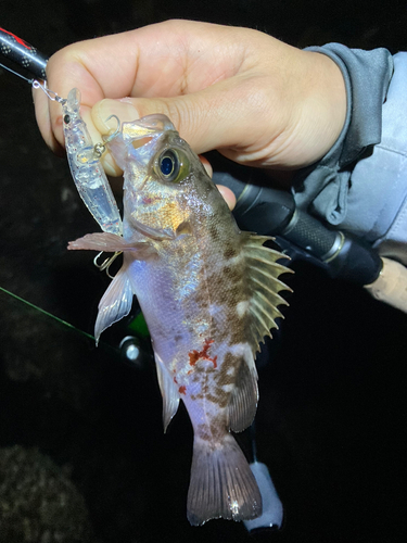 アカメバルの釣果