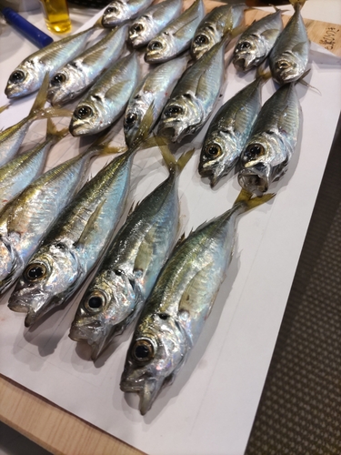 アジの釣果