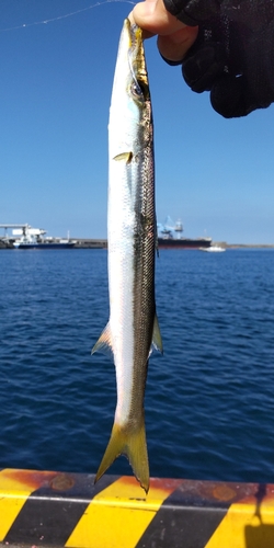 アカカマスの釣果