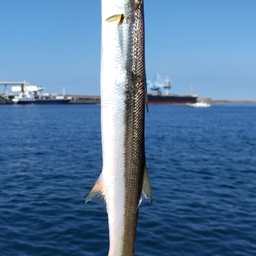 アカカマス