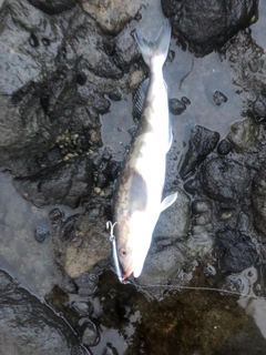 ホッケの釣果