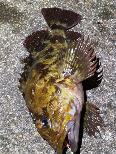 釣果