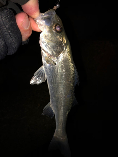 セイゴ（マルスズキ）の釣果