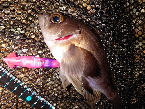 メバルの釣果