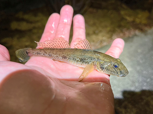 マハゼの釣果