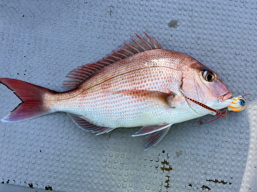 マダイの釣果