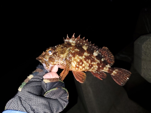 カサゴの釣果