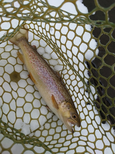 ブラウントラウトの釣果