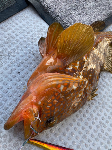 アコウの釣果