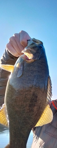 ブラックバスの釣果