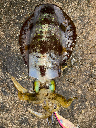 アオリイカの釣果