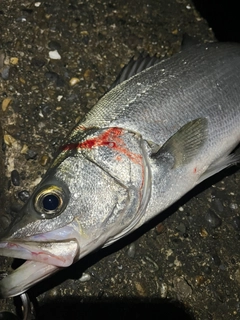 ヒラスズキの釣果