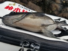 グレの釣果