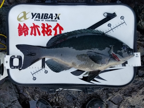 グレの釣果