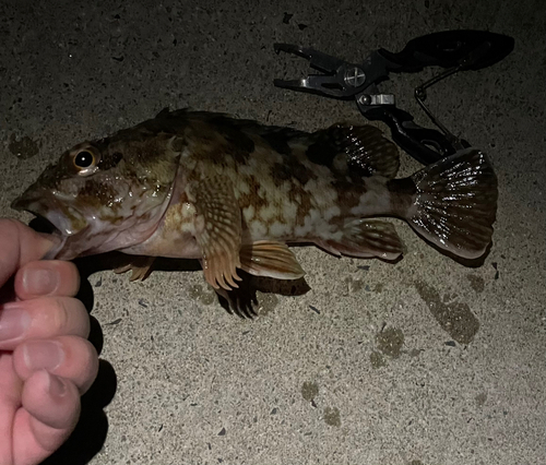 カサゴの釣果