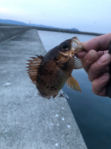 メバルの釣果