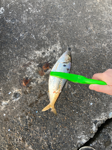 コノシロの釣果