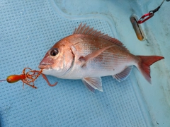 マダイの釣果