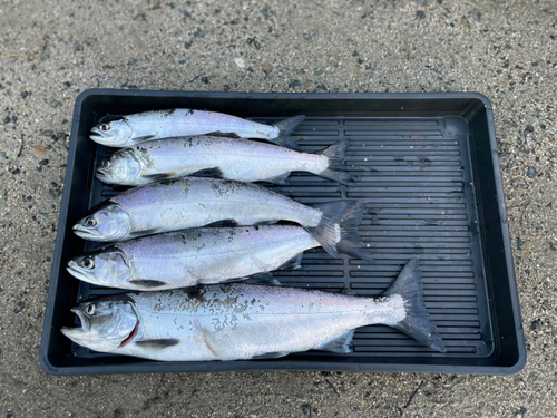 ビワマスの釣果