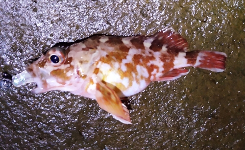 カサゴの釣果